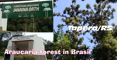 TRILHA na Floresta das ARAUCÁRIAS Janaina Orth em TAPERA/RS